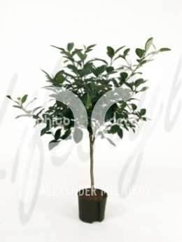 Фикус (Ficus australis Stem)