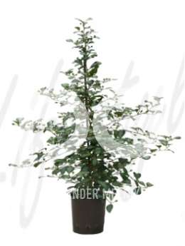 Фикус (Ficus deltoidea variegatum)