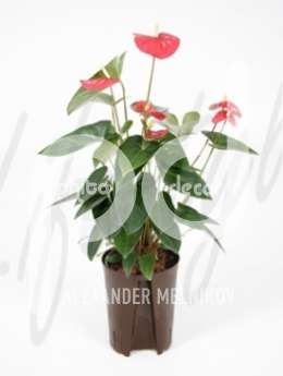 Антуриум (Anthurium poncho red)