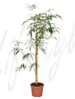 Бамбуки (Bambusa  vulgaris)