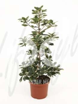 Коринокарпус, новозеландский лавр (Corynocarpus laevigata variega)
