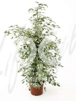 Фикус (Ficus de gantel)