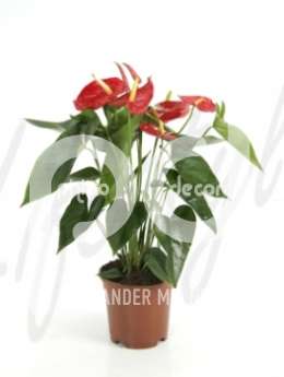 Антуриум (Anthurium andrianum red)