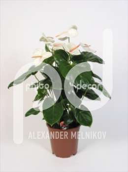 Антуриум (Anthurium andreanum Acropolis)