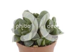 Хавартия (Haworthia retusa)