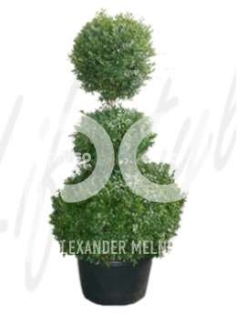 Самшит вечнозеленый (Buxus sempervirens Bush extra)