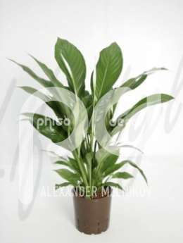 Спатифиллюм (Spathiphyllum mont blanc) 