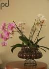 Orchids