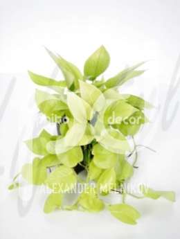 Сциндапсус (Scindapsus golden pothos)