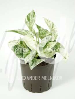 Сциндапсус (Scindapsus marble queen)