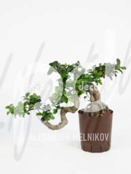 Фикус (Ficus microcarpa compacta cascade)