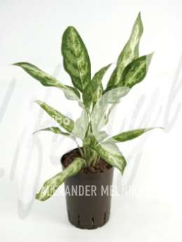 Аглаонема (Aglaonema pseudobracteatum)