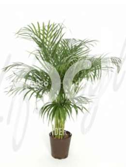 Пальма (Areca chrysalidoc lutescens)