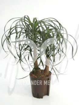 Нолина обратнонаклоненная (Beaucarnea recurvata)