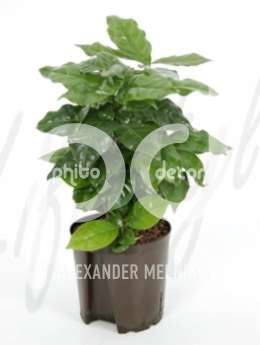 Кофейное дерево (Coffea arabica)