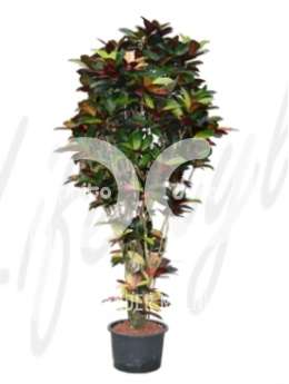 Кодиемум (Croton codiaeum iceton)