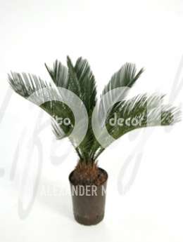Цикас поникающий, папоротниковое дерево (Cycas revoluta)