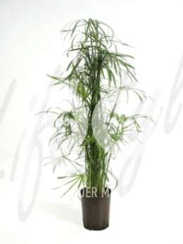 Циперус (Cyperus alternifolius)