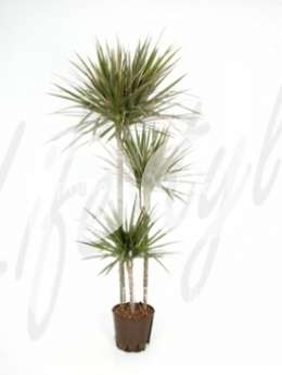 Драцена (Dracaena bicolor)