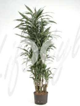 Драцена (Dracaena deremensis branched)