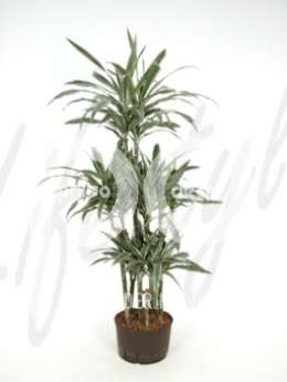 Драцена (Dracaena deremensis carrousel)