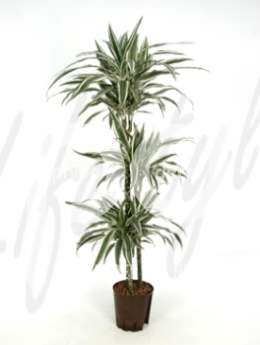 Драцена (Dracaena deremensis w. stripe)