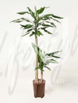 Драцена (Dracaena fragrans cintho)