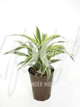 Драцена (Dracaena lemon lime)