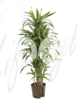 Драцена (Dracaena lemon lime Branched)