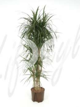 Драцена (Dracaena marginata Branched)