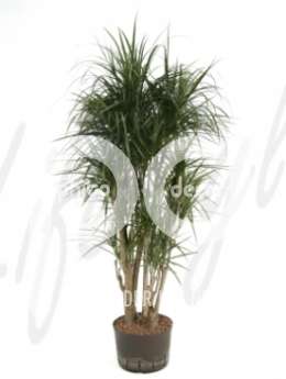 Драцена (Dracaena marginata Branched extra)