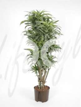 Драцена (Dracaena surprise Branched)