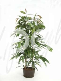 Фикус (Ficus amstel king)