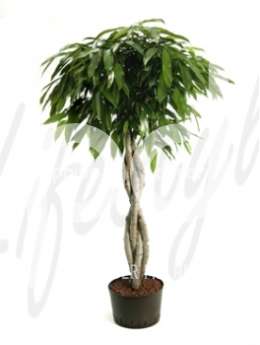 Фикус (Ficus amstel king Stem braided)