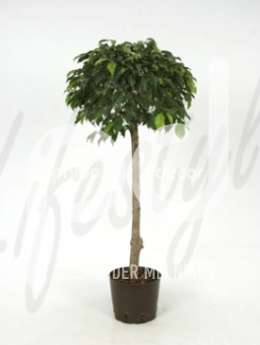 Фикус (Ficus benjamina columnar Stem)