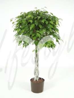 Фикус (Ficus benjamina Stem braided)