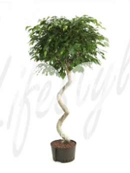 Фикус (Ficus benjamina Stem corkscrew)