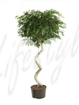 Фикус (Ficus benjamina Stem corkscrew)