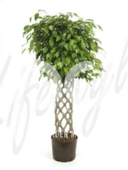 Фикус (Ficus benjamina Stem hedge)