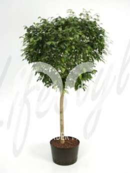 Фикус (Ficus bushy prince Stem)