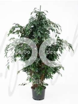 Фикус (Ficus danielle)