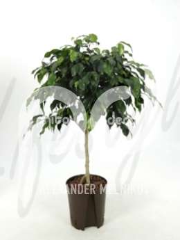 Фикус (Ficus danielle Stem)