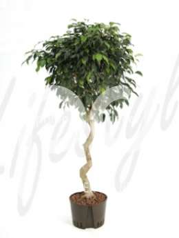 Фикус (Ficus danielle Stem corkscrew)