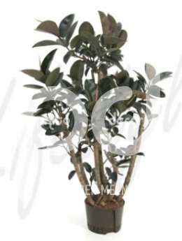 Фикус (Ficus elastica bourgondi )