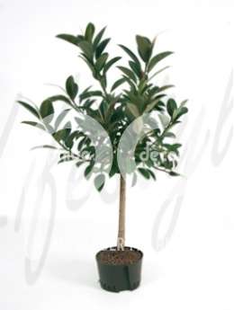 Фикус (Ficus elastica melany)