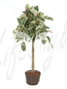 Фикус (Ficus elastica tineke)