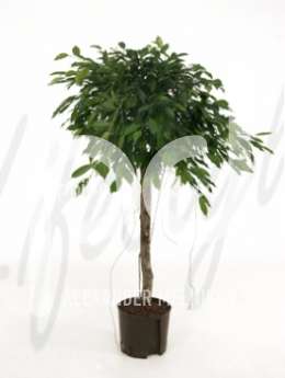 Фикус (Ficus foliole)
