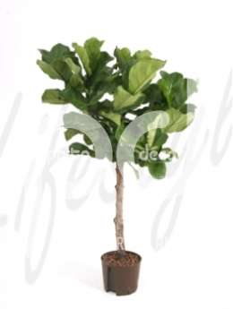 Фикус (Ficus lyrata)