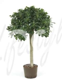 Фикус (Ficus panda )