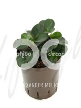 Пеперомия (Peperomia red margin)